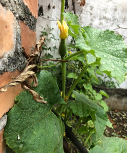 小众送妈妈的花有哪些花