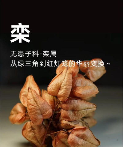 小众送妈妈的花有哪些花