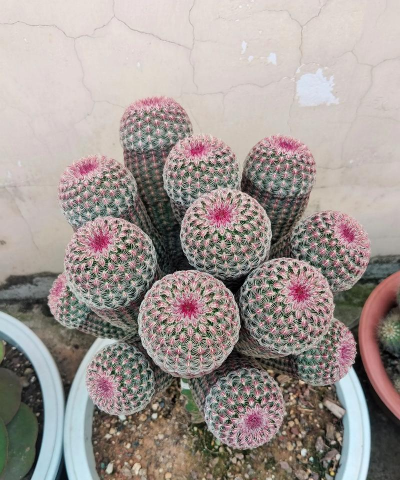 小众送妈妈的花有哪些花