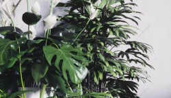 小众送妈妈的花有哪些花