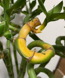 小众送妈妈的花有哪些花