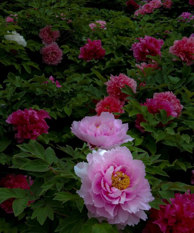 小众送妈妈的花有哪些花