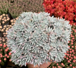 小众送妈妈的花有哪些花