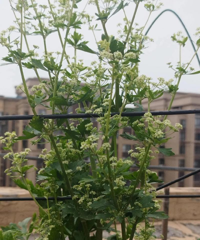 小众送妈妈的花有哪些花