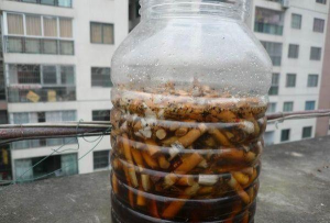 小众送妈妈的花有哪些花