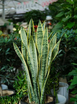 小众送妈妈的花有哪些花