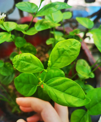 小众送妈妈的花有哪些花