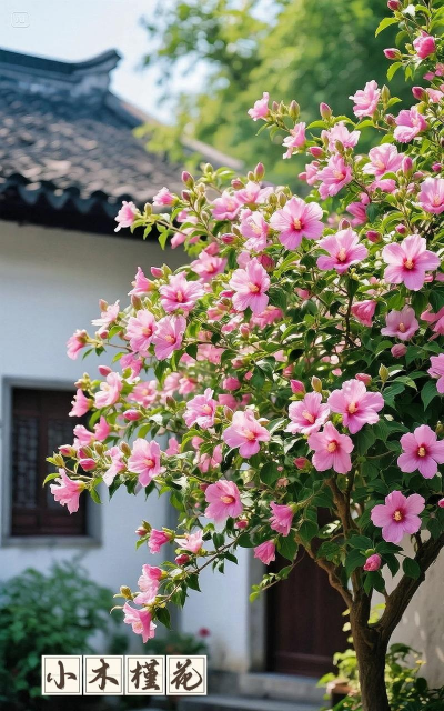 小众送妈妈的花有哪些花