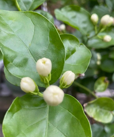 小众送妈妈的花有哪些花