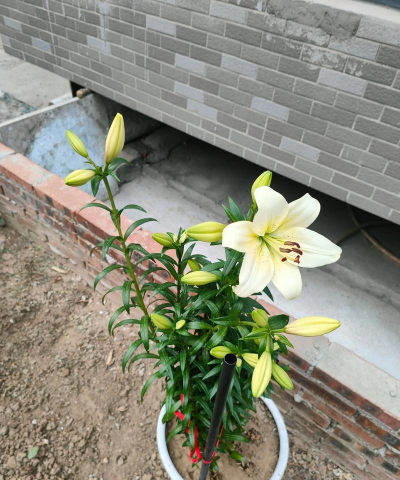 小众送妈妈的花有哪些花