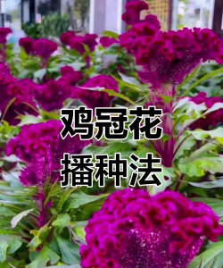 小众送妈妈的花有哪些花