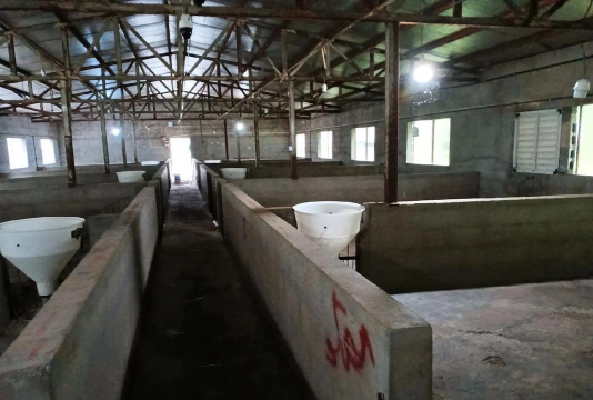 小众送妈妈的花有哪些花