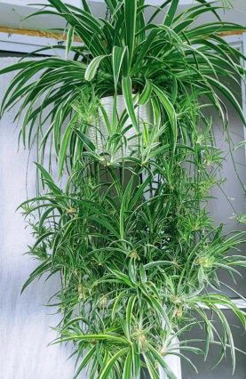 小众送妈妈的花有哪些花