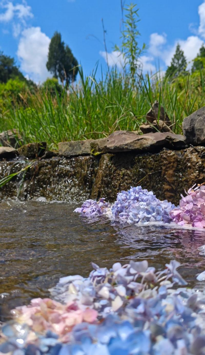 小众送妈妈的花有哪些花