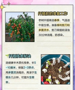 枣树可以扦插吗