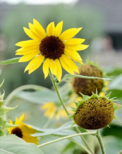 小众送妈妈的花有哪些花