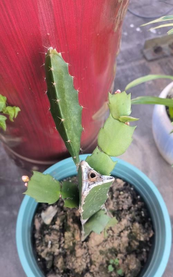 小众送妈妈的花有哪些花