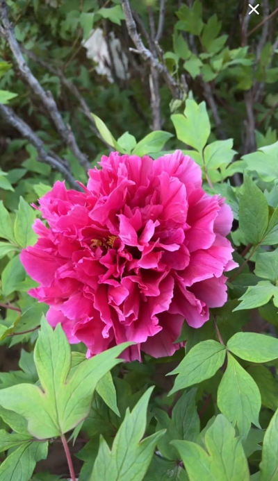 小众送妈妈的花有哪些花