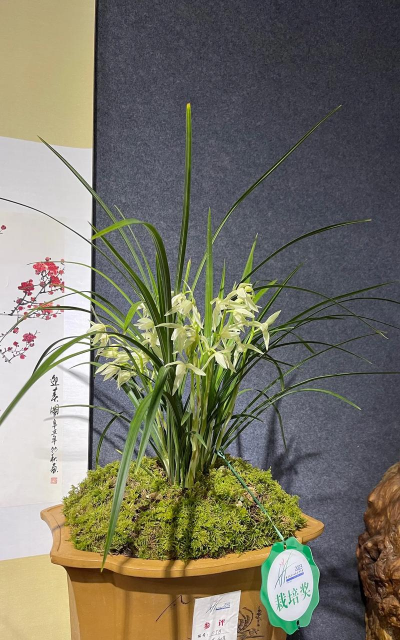 小众送妈妈的花有哪些花