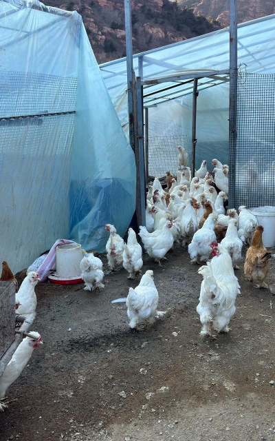 小众送妈妈的花有哪些花