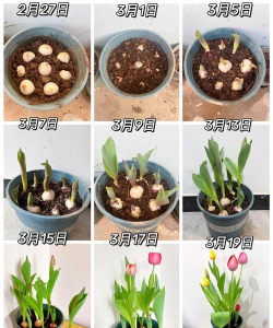 小众送妈妈的花有哪些花