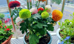 小众送妈妈的花有哪些花