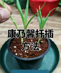 小众送妈妈的花有哪些花