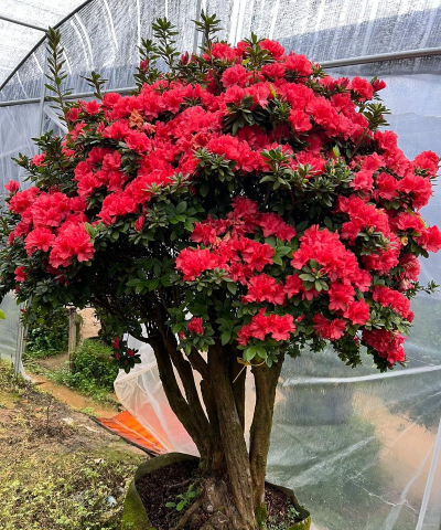 小众送妈妈的花有哪些花