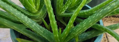 粉红芦荟和绿芦荟有什么区别