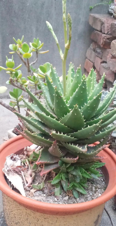 小众送妈妈的花有哪些花