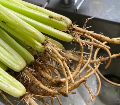 小众送妈妈的花有哪些花