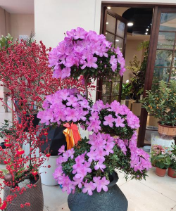 小众送妈妈的花有哪些花