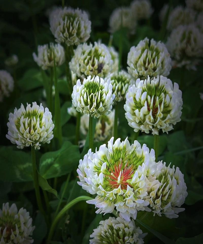 小众送妈妈的花有哪些花