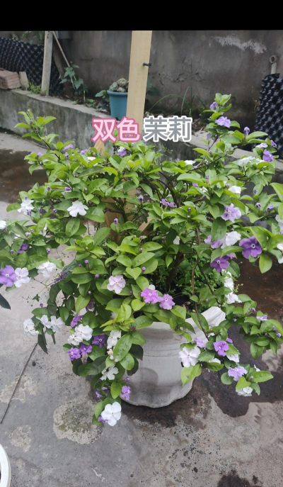 小众送妈妈的花有哪些花
