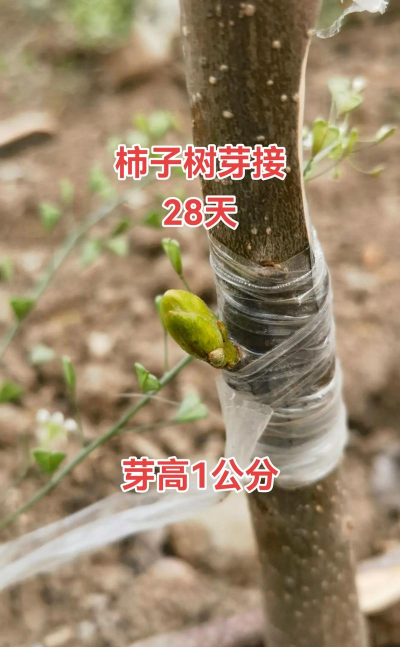 柿子树的嫁接方法