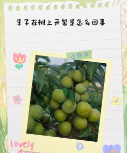李子开裂怎么回事