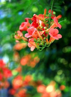 小众送妈妈的花有哪些花