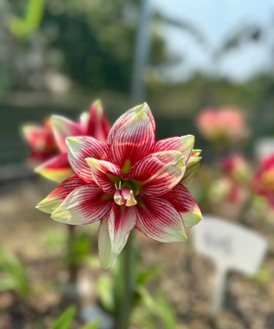 小众送妈妈的花有哪些花