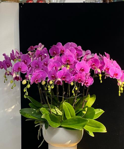 小众送妈妈的花有哪些花