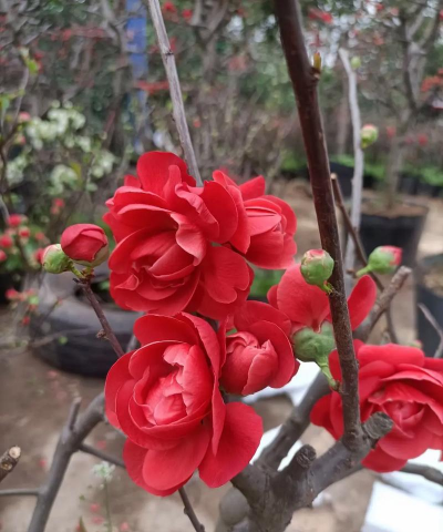 小众送妈妈的花有哪些花