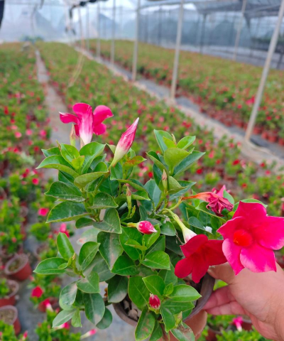 小众送妈妈的花有哪些花