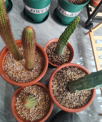 仙人柱有几种 仙人柱有几种