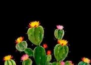 小众送妈妈的花有哪些花