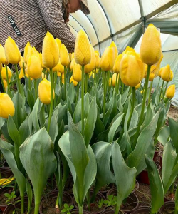 小众送妈妈的花有哪些花