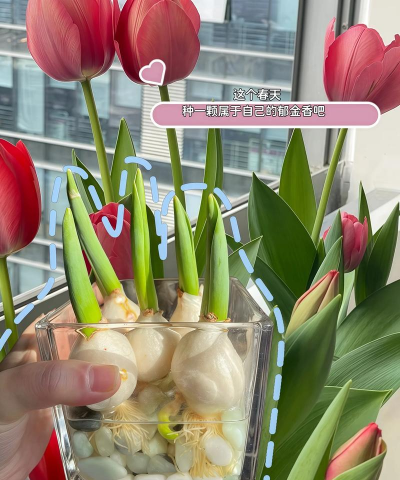 小众送妈妈的花有哪些花