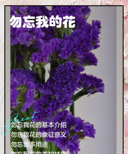 小众送妈妈的花有哪些花