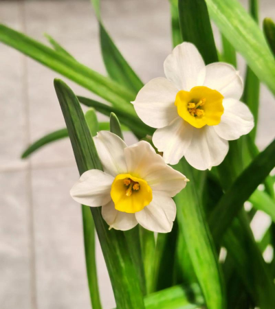 小众送妈妈的花有哪些花