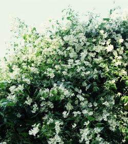 风车茉莉一年开几次花