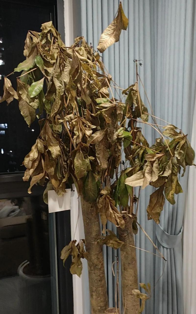 小众送妈妈的花有哪些花