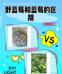 野生蓝莓和种植蓝莓的区别